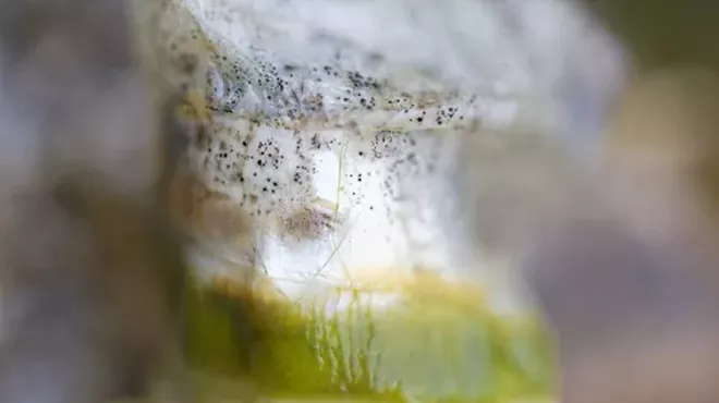 Image: A River Made of Time and Memory: Susan Keiser