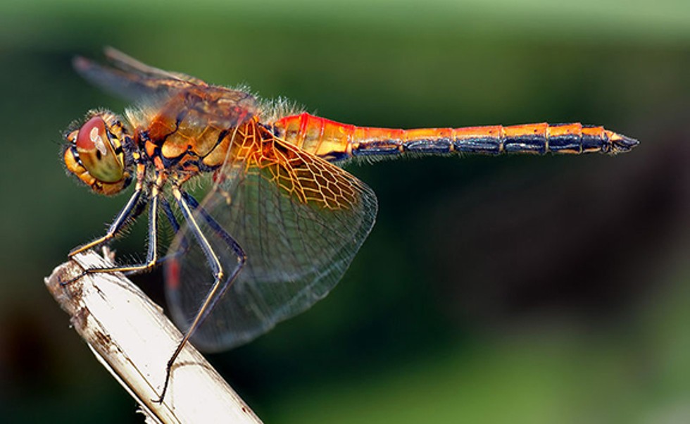 A side view of an about 1.6 inch (4 cm) large Yellow-winged Darter (Sympetrum flaveolum).