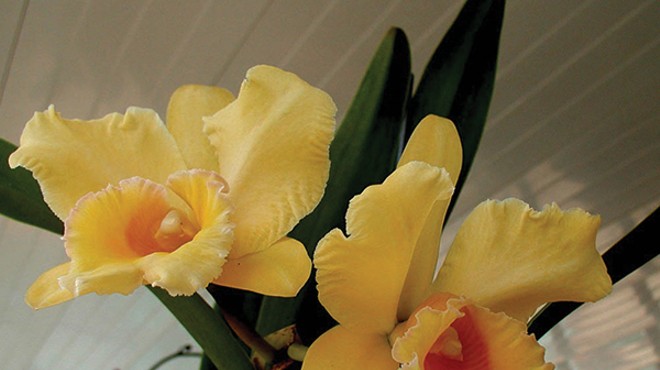 Cattleya orchids need a good deal 
of light for optimum bloom.