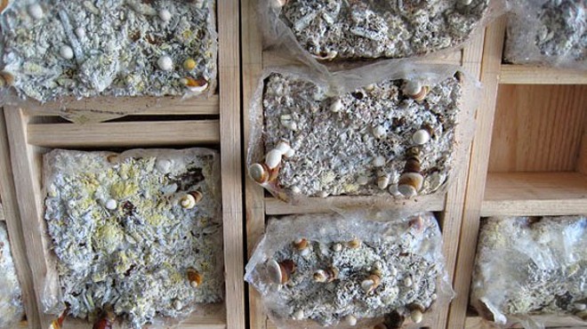 DIY Mushroom Cultivation with Radical Mycology