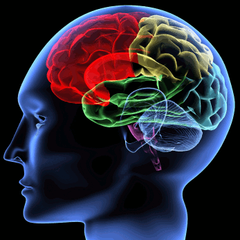 Image: Neurofeedback Presentation
