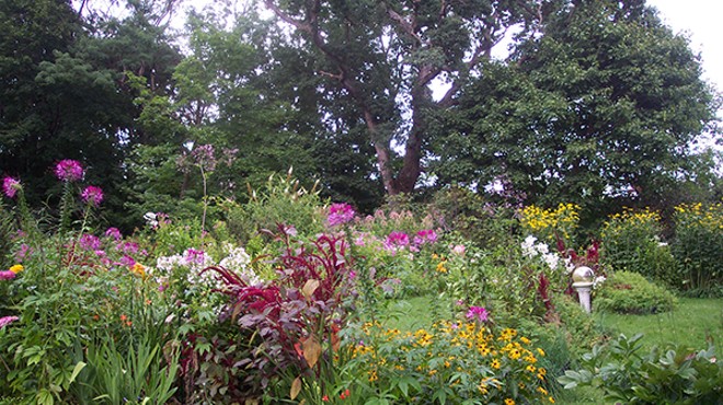 One of Jamie Fine’s gardens, from the Secret Gardens Tour in 2010 in Saugerties, includes thalictrum, cleome, two varieties of rudbeckia, amaranthus cruentus, butterfly bush, candy lilies, zinnias, phlox, Joe Pye weed, torenia, and an antique