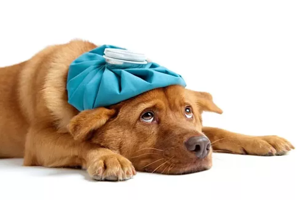 e96649e4_dog_ice_pack.webp
