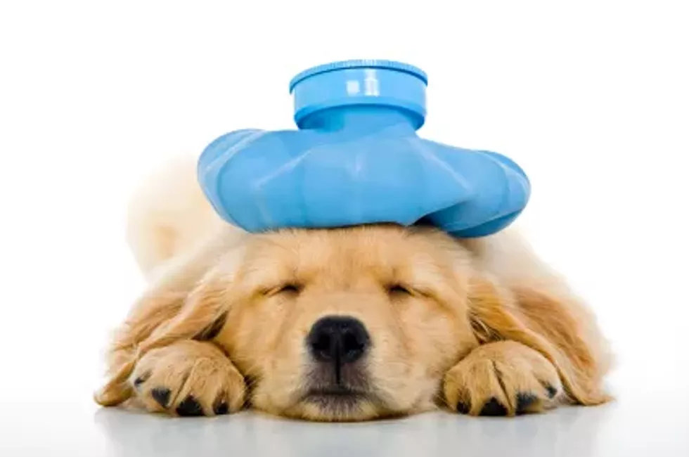 d4dbbba8_dog_1st_aid_1.webp