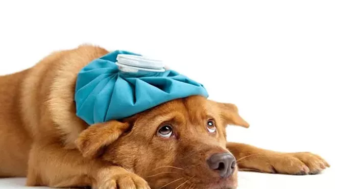 Image: Pet 1st Aid, CPR & Disaster Preparedness Course