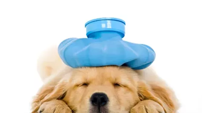 Image: Pet 1st Aid, CPR & Disaster Preparedness Course