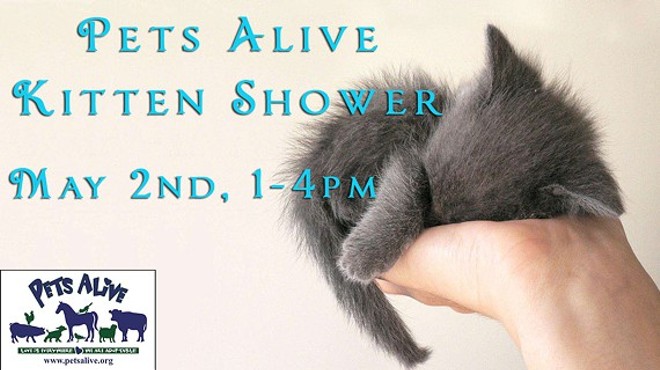 Pets Alive 4th Annual Kitten Shower