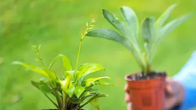 Image: Plant Swap