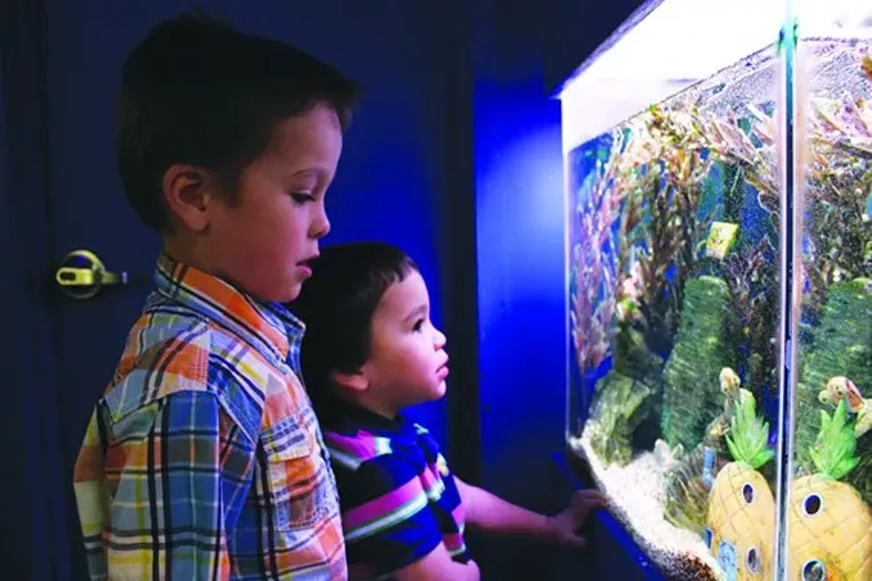 14d05aa3_brothers_in_aquarium.webp