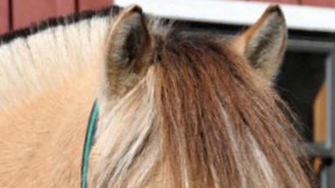 Image: Registration now Open for Spring and Summer Classes at High and Mighty Therapeutic Riding and Driving Center