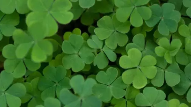 Image: St. Patrick's Day Celebration