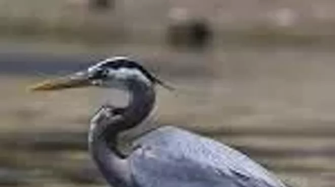 Image: The Great Blue
