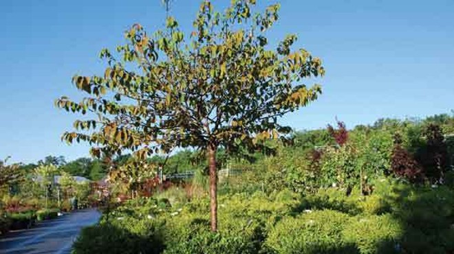 Planting Trees and Shrubs in the Fall