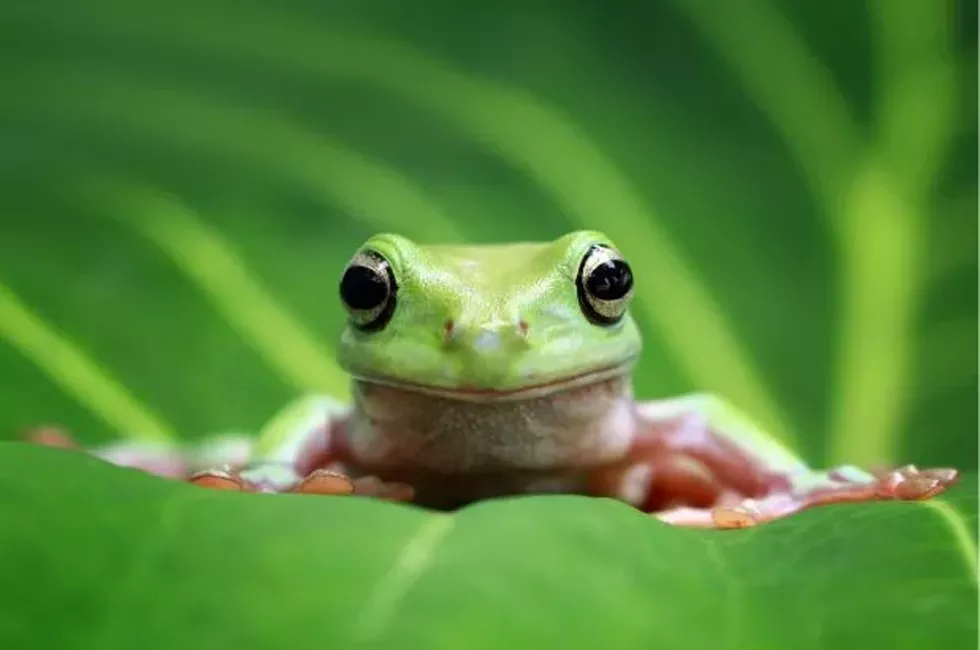 frogs-in-packaged-salads.webp