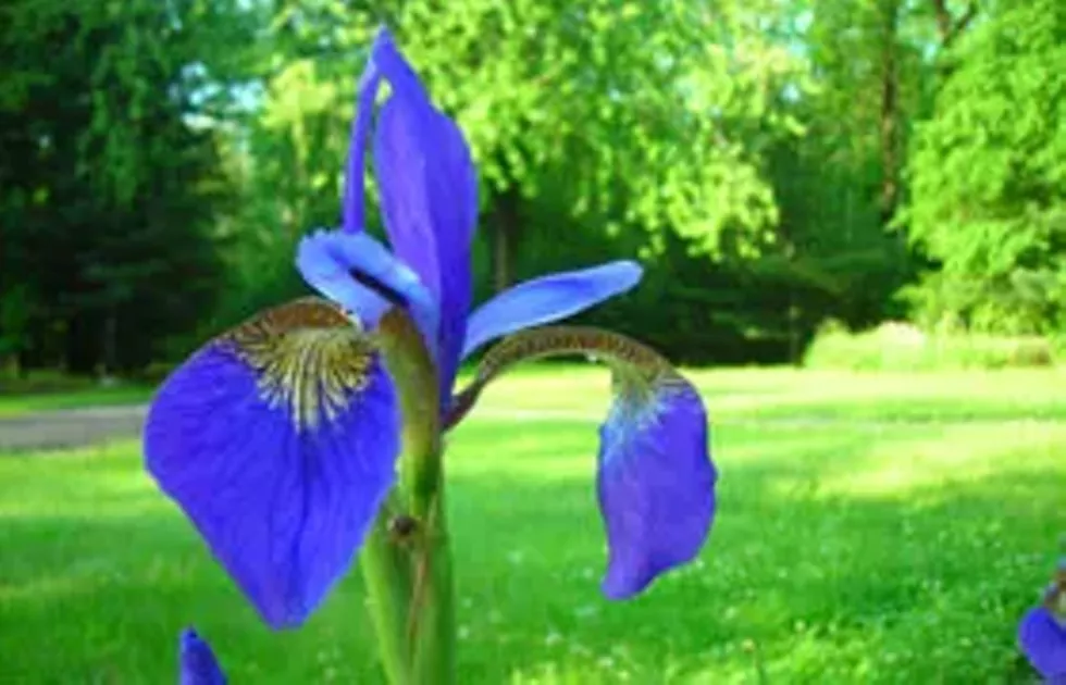 4e4a06b5_iris-280x180.webp