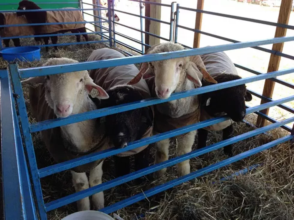 dutchesssheep.webp