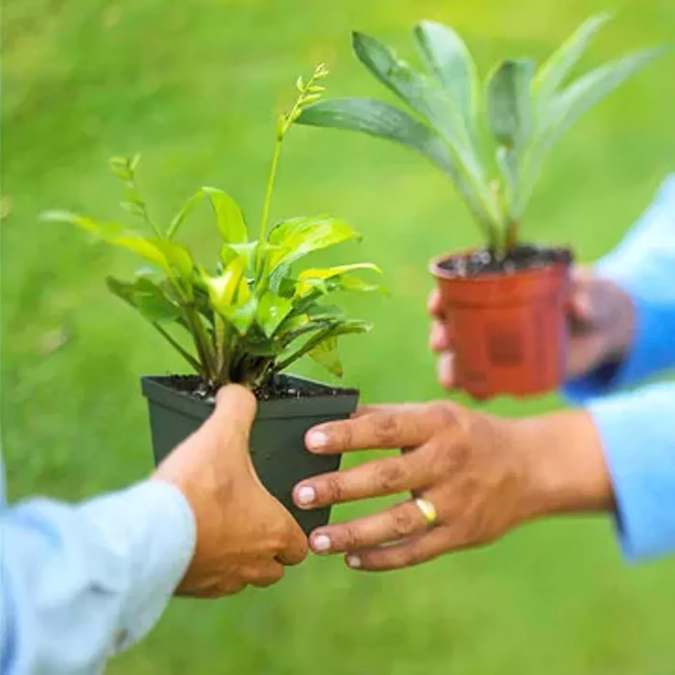 0876d658_plant_swap.webp