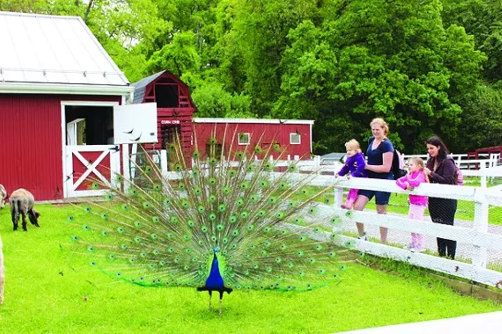 8983db24_lffd-peacock-farm.webp
