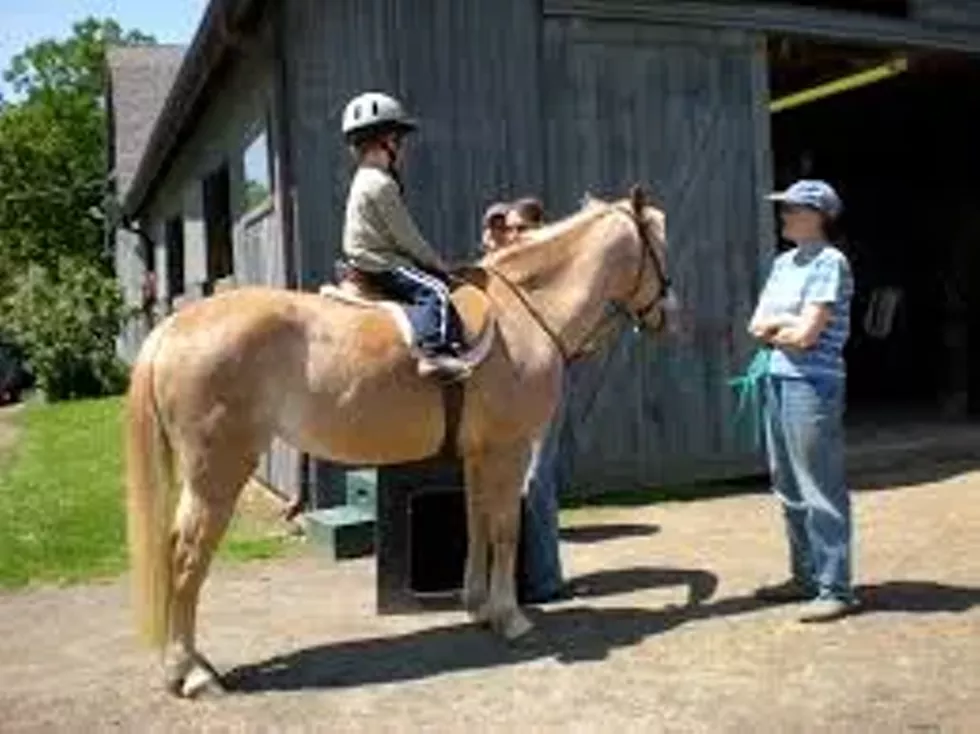 f3372a76_horse.1.webp