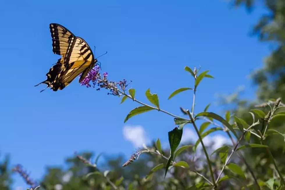 f63fcdc0_2015_stony_kill_butterfly_festival-0013.webp