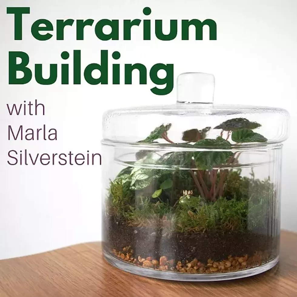 0201c812_terrarium_building.webp