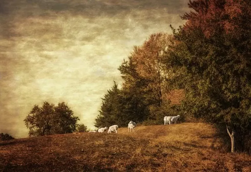 7689a323_grazing_sheep.webp
