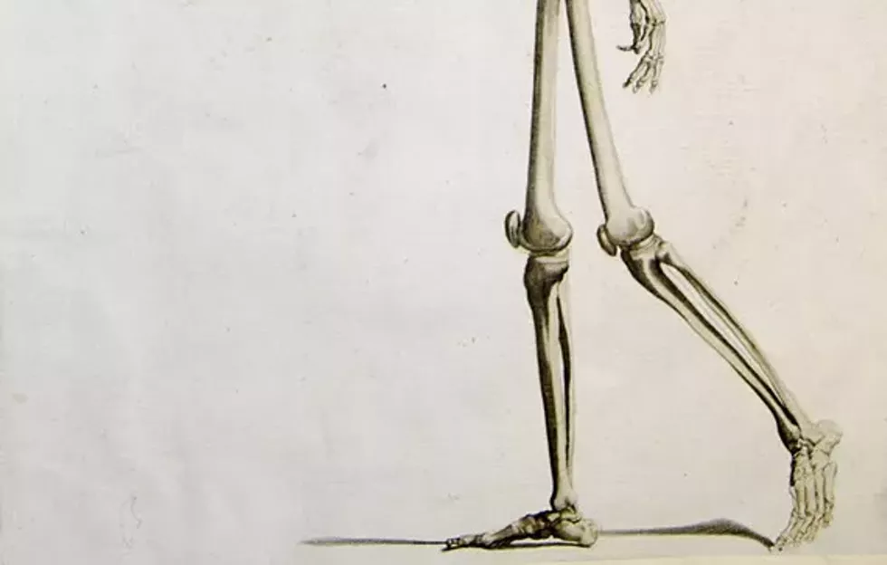 730a9572_foot_bones.webp