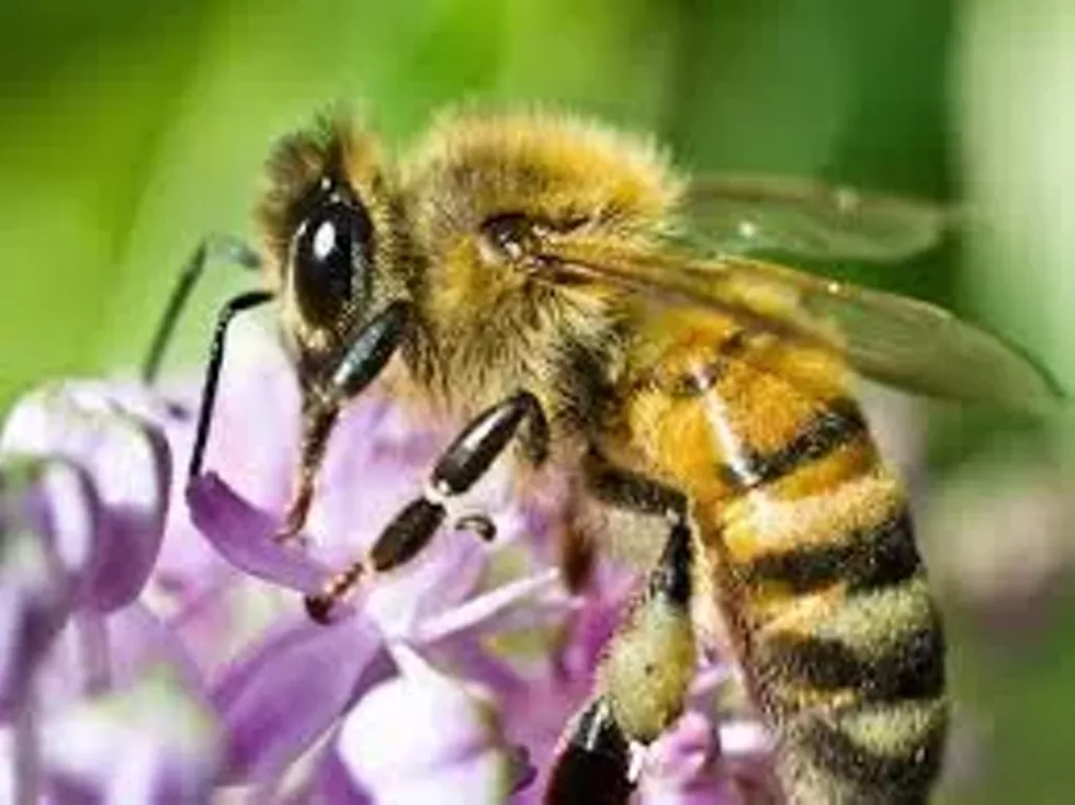 b0065c6c_honey_bee_images2.webp