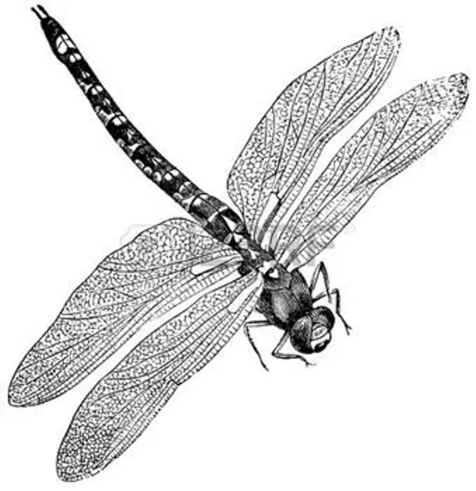 a98cae8f_december_dragonfly.webp