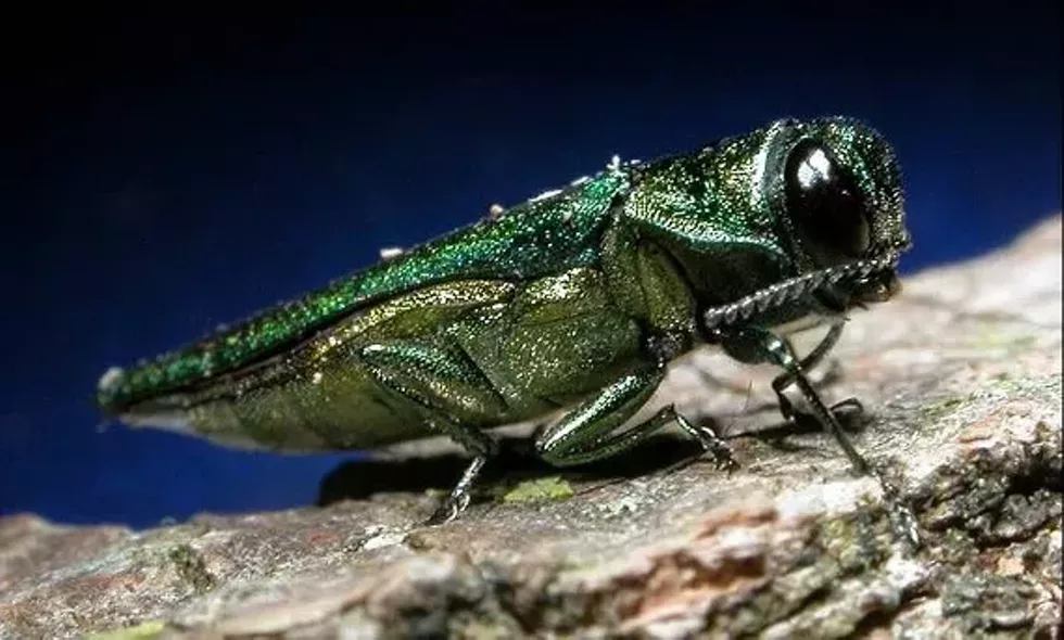 88f7bb6d_eab_photocredit_usda.webp