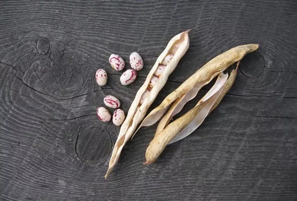 c17aa72d_taylordwarfhort_small_.webp