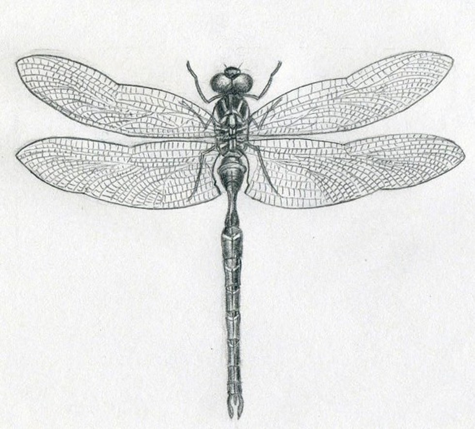 020466ff_dragonfly-drawings11.jpg