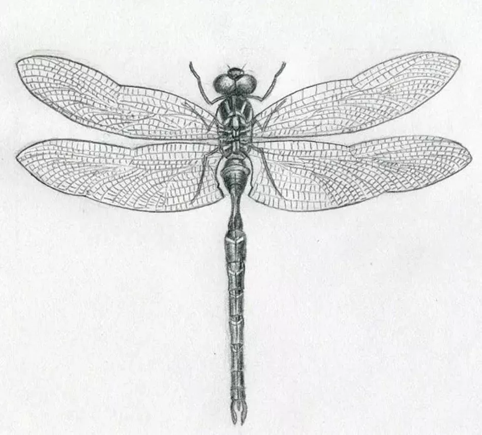 020466ff_dragonfly-drawings11.webp