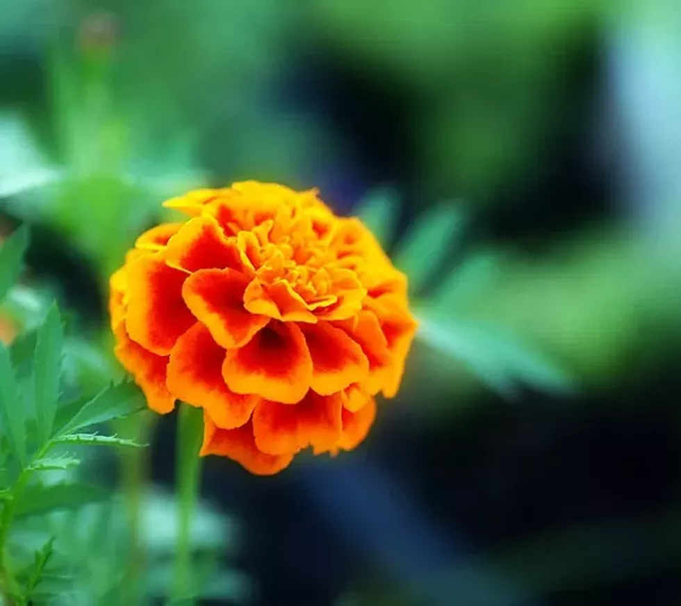 0e6a0d2e_marigolds4a.webp
