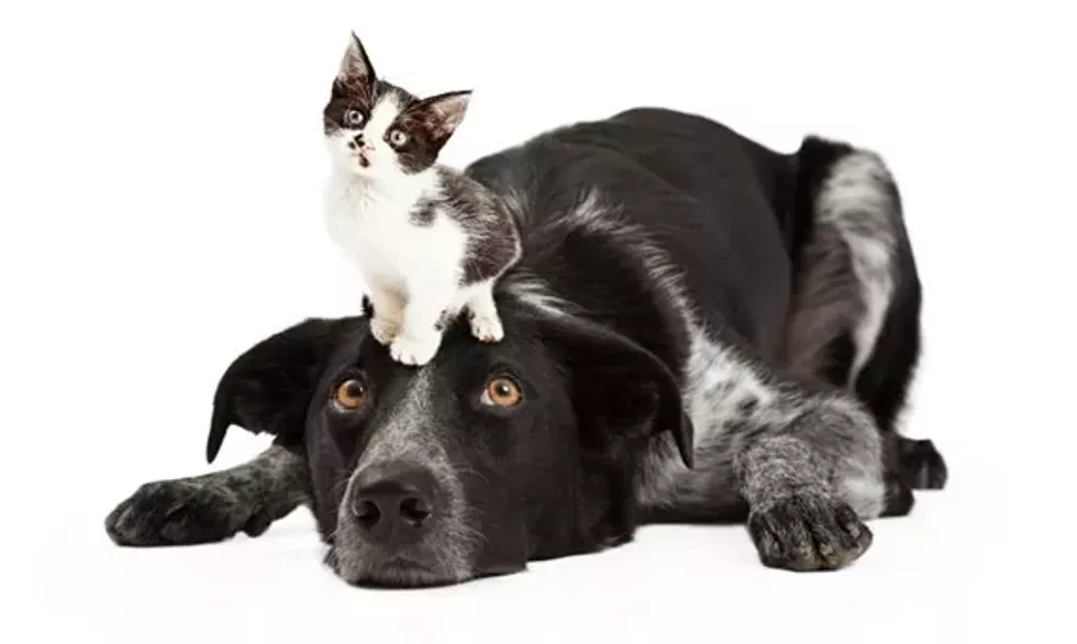 63bee14e_dog-and-catunited-states-1-1020x610.webp