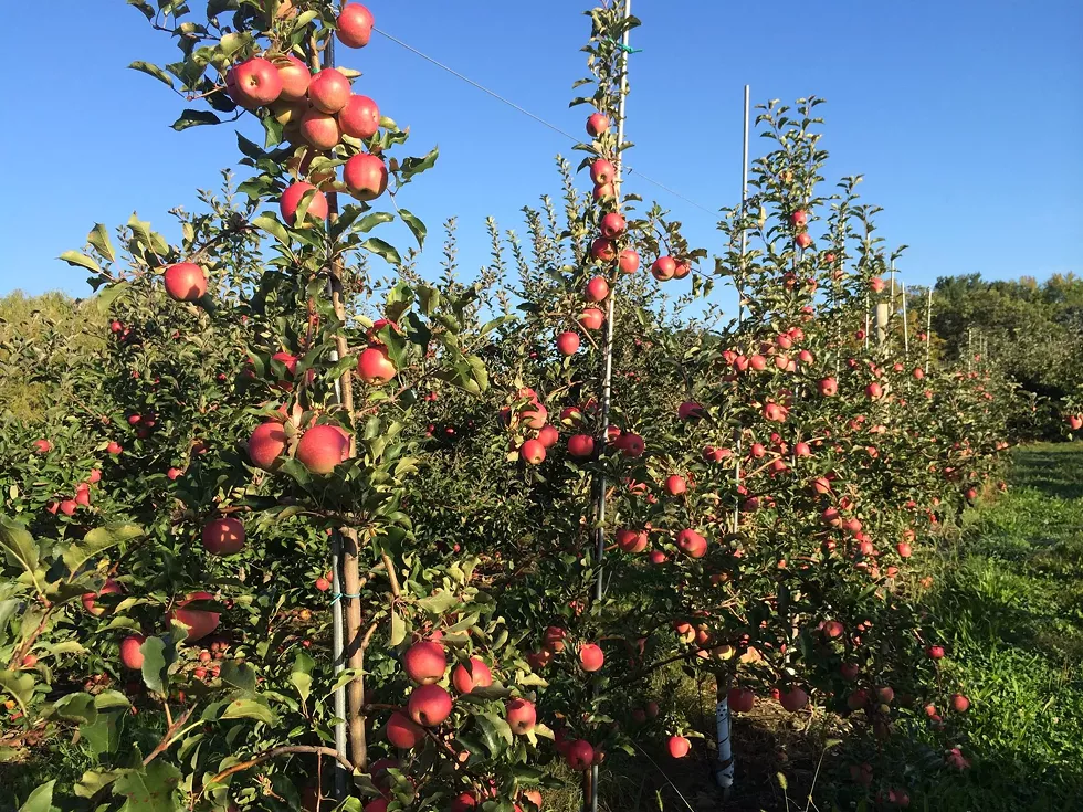 Prospect Hill Orchards