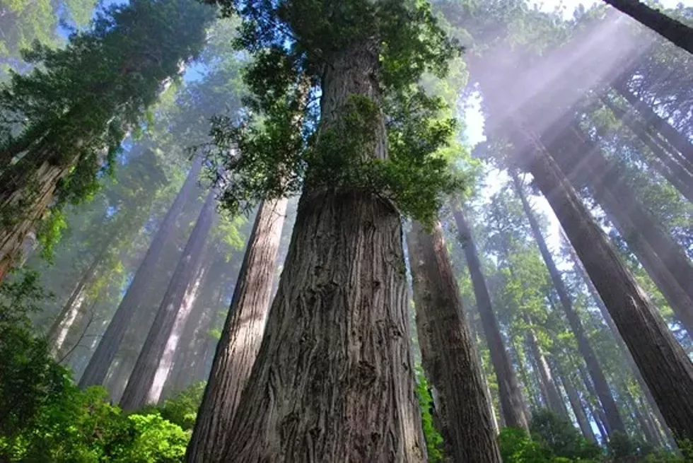 eda7c963_redwood4.webp