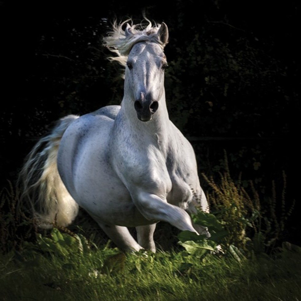 840b9e03_uk_091317_light_white_horse.jpg