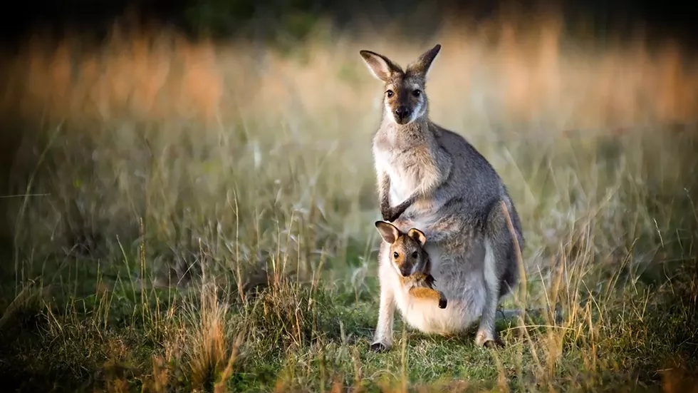 7d2f35b9_kangaroo-joey.ngsversion.1473419913889.webp