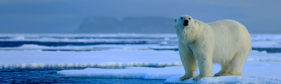 da0a651f_polar-bear-on-ice-edge-ss.jpg