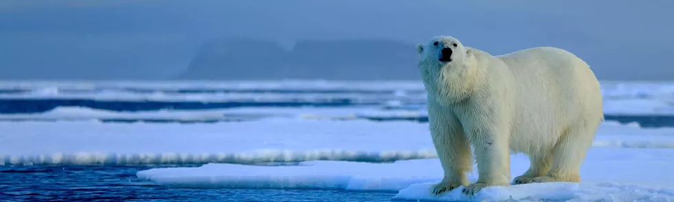da0a651f_polar-bear-on-ice-edge-ss.webp