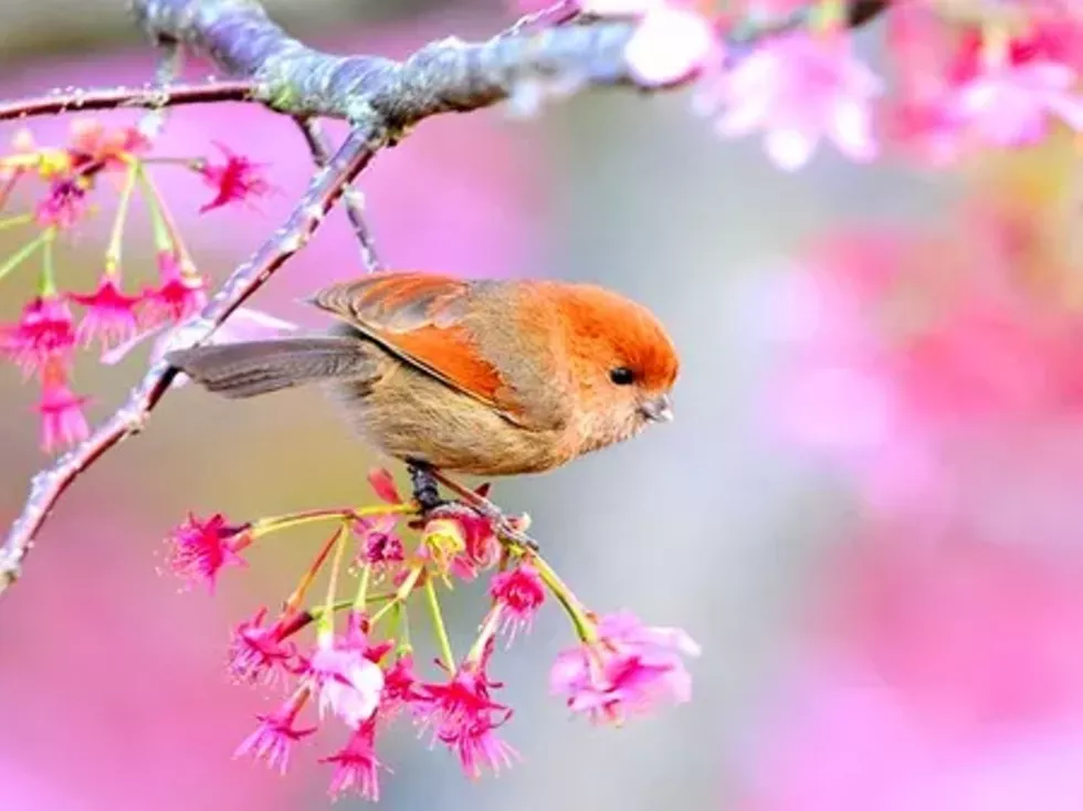 3f5b2357_bird.webp