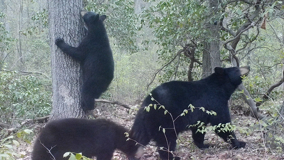 9135b41c_bears.png