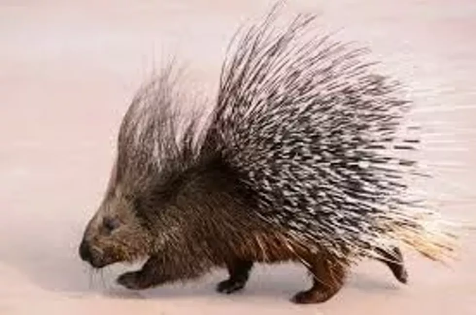 c6acc63b_porcupine.webp