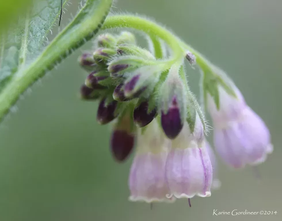 e86a1379_comfrey_flower_06_07_14_img_4650_edit3_icontact.webp