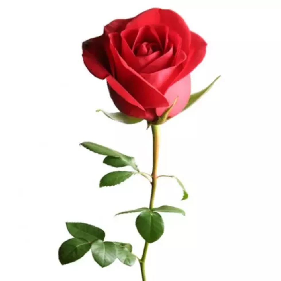 b8b1a5b0_rose.webp