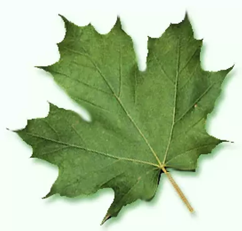 8891f4ca_leaf-sugar-maple-pastel.webp
