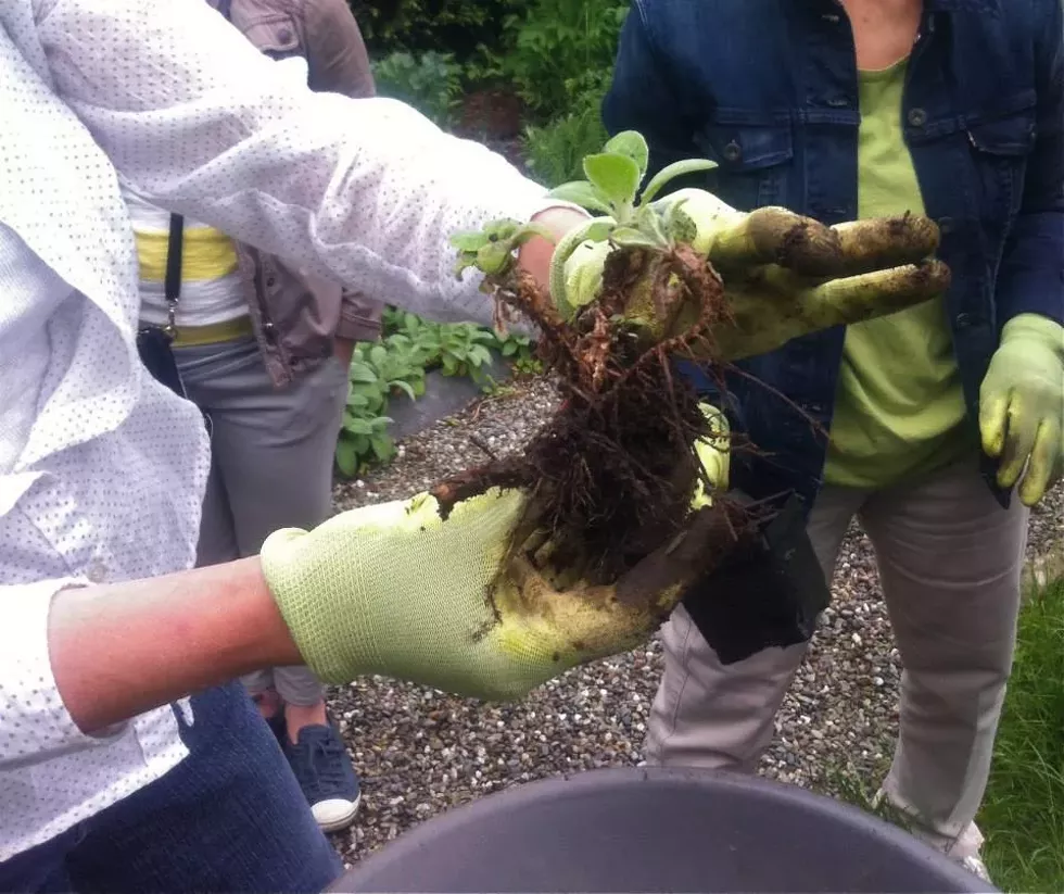 fe67d54e_hitd_-_separating_lamb_s_ear_2015.webp