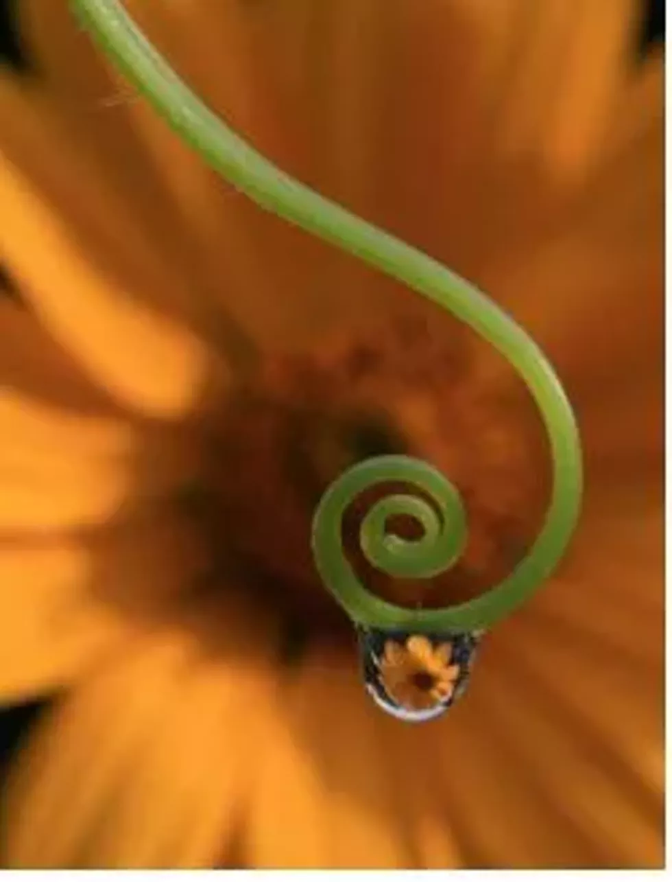 nature_and_nurture_the_water_cycle.webp