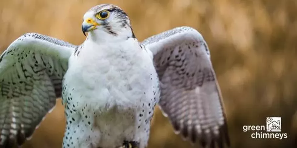 birds_of_prey_day.webp